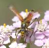 275468 – Photo : Florian ALONSO – France (69)